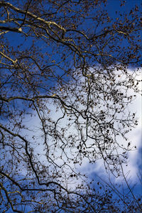 Low angle view of flower tree against blue sky