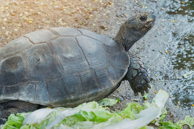 Close-up of turtle on field