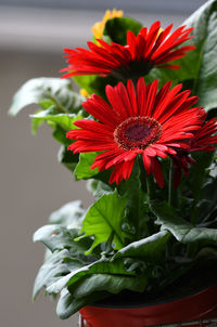 Close-up of red flower pot