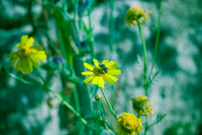 Close-up of bee on yellow flowering plant