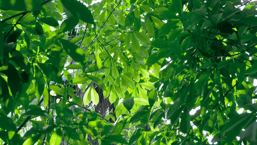 Low angle view of green leaves on tree