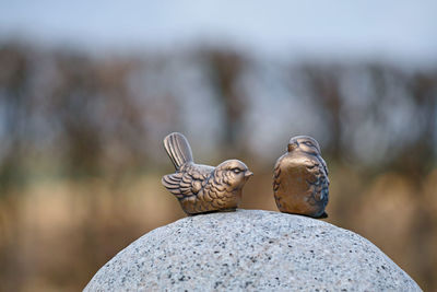 Close-up of pigeons perching on rock