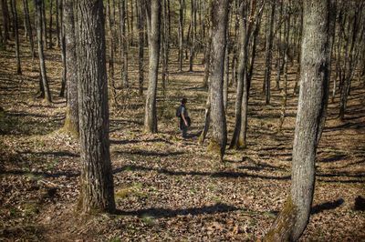 Man walking by trees in forest