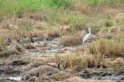 View of birds on grass