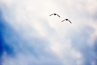 Low angle view of birds flying against sky