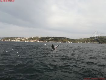 Birds flying over sea