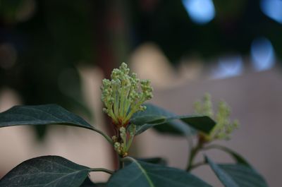 Close-up of potted plant