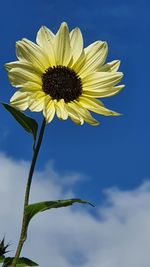 Low angle view of sunflower against blue sky