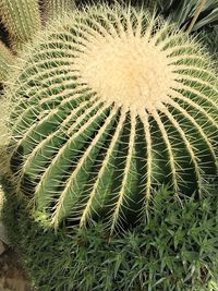 Plants growing outdoors