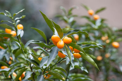 Kumquats growing on tree