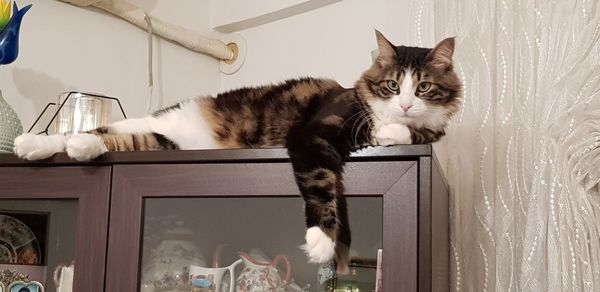 Portrait of cat sitting on wood at home