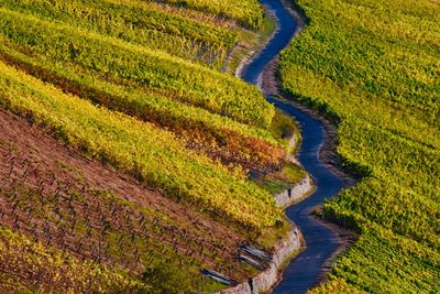 Scenic view of agricultural field