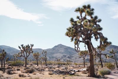 Tree on desert against sky