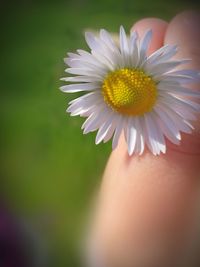 Close-up of daisy flower