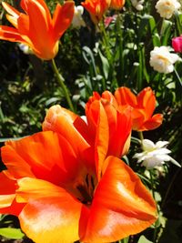 Close-up of orange hibiscus blooming outdoors