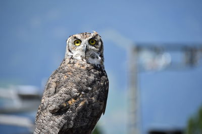 Close-up of owl perching on wood against sky