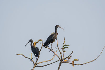 Low angle view of bird perching on tree against clear sky