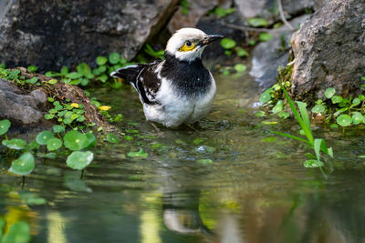 Close-up of bird perching on rock