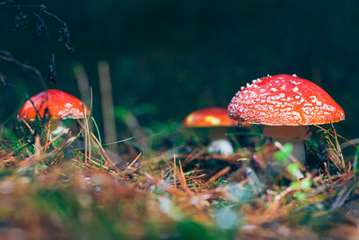 Close-up of fly agaric mushroom on field