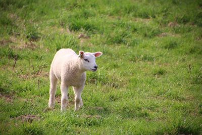 Sheep standing in a field