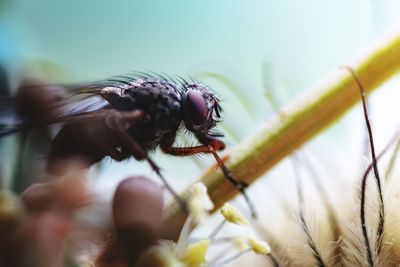 Close-up of insect on flower