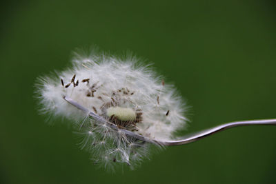 Close-up of dandelion on plant