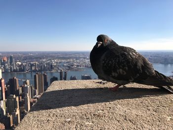 Close-up of bird perching by sea against clear sky