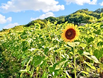 Close-up of sunflower on field against sky