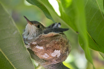 Close-up of a squirrel on tree