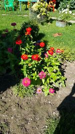 High angle view of pink flowers