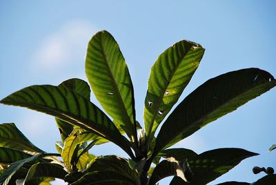 Low angle view of leaves against clear blue sky