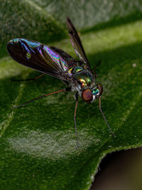 Close-up of insect on leaf