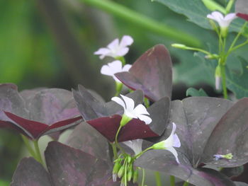 Close-up of flowering plant leaves
