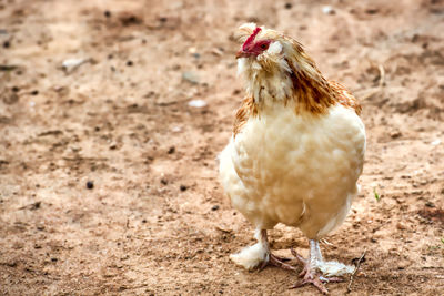 Close-up of a bird on field