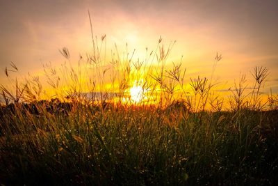 Close-up of wheat growing on field at sunset