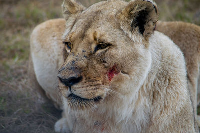 Close-up of lion cub