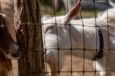 Close-up of goat