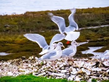 White birds flying over lake