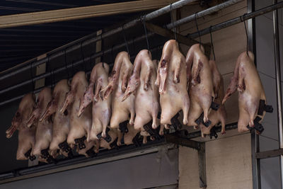 Duck meat hanging on hooks at butcher shop
