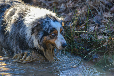 Close-up of dog in water