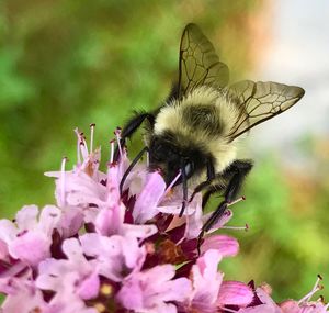 Close-up of bee on pink flower
