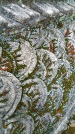 High angle view of moss on rock