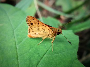 Butterfly on leaf
