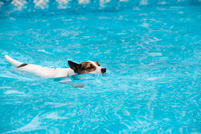 Dog swimming in backyard swimming pool