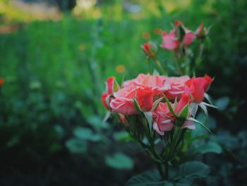 Close-up of pink flowers blooming outdoors