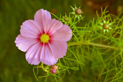 Close-up of pink cosmos flower