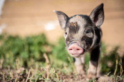 Portrait of an animal on field