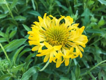 Close-up of yellow flower blooming outdoors