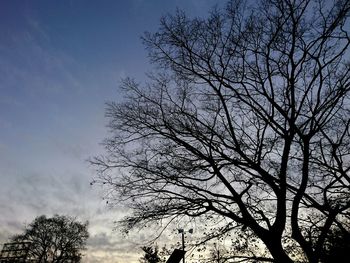 Low angle view of tree against sky