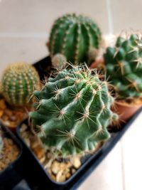Close-up of succulent plant